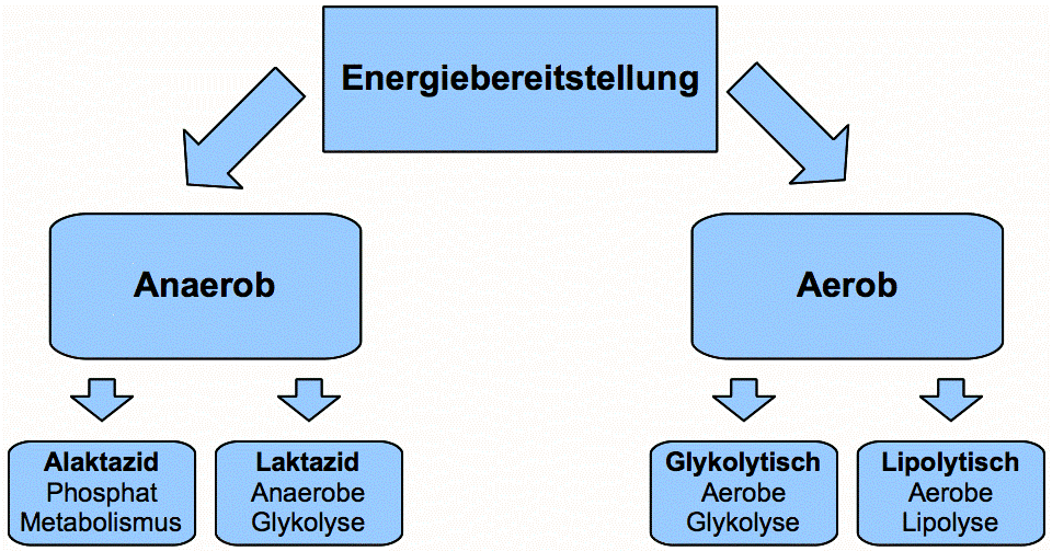 Leichtathletik Coaching Academy Wie Die 4 Herzfrequenz