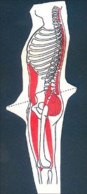 Skelettmuskulatur